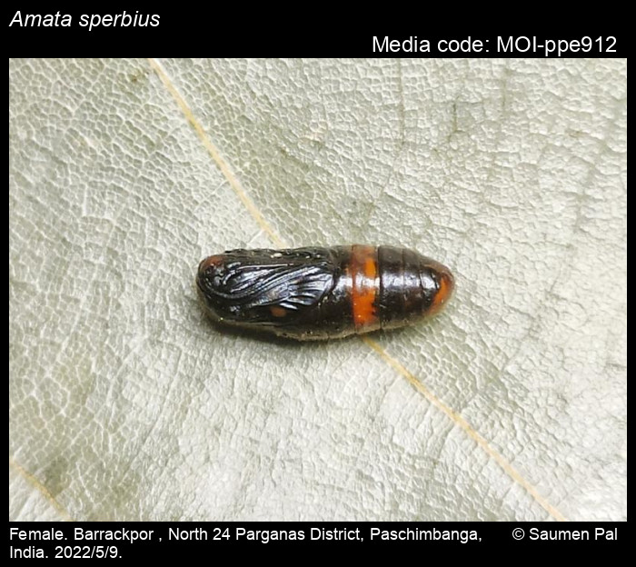 Amata sperbius (Fabricius, 1787) Moths